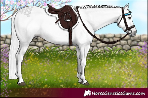 Horse Color:Gray Bay