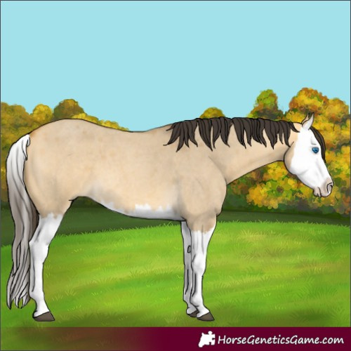 Horse Color:Buckskin Roan Dun Splash 