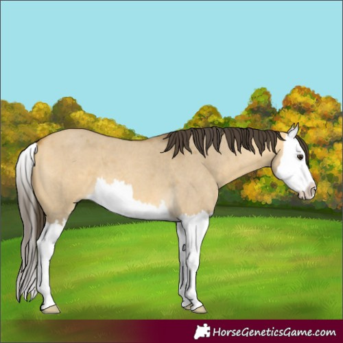 Horse Color:Buckskin Roan Dun Splash