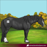 Horse Color:Black Sabino Rabicano 