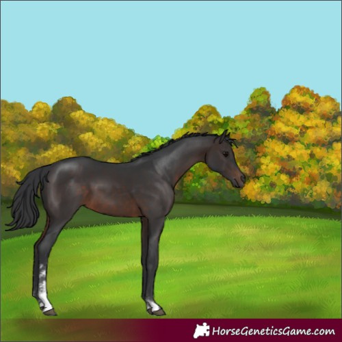 Horse Color:Brown Sabino 