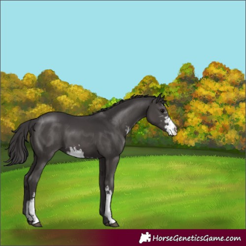 Horse Color:Smoky Black Sabino 