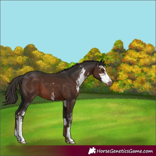Horse Color:Liver Chestnut Sabino 