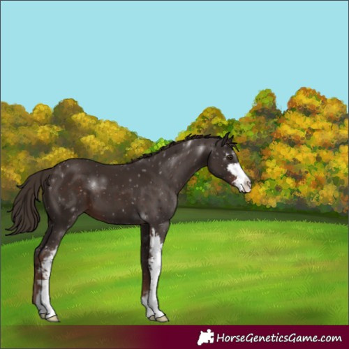 Horse Color:Liver Chestnut Sabino 