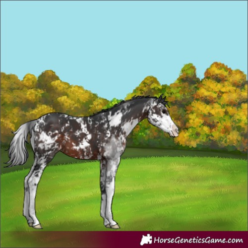 Horse Color:Brown Sabino 
