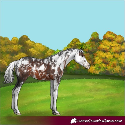 Horse Color:Brown Sabino 
