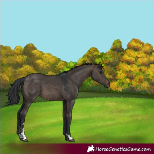 Horse Color:Brown Dun Sabino 