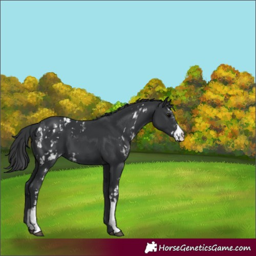 Horse Color:Black Sabino 