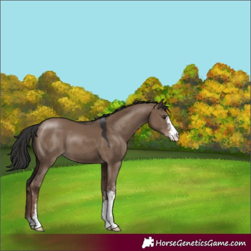 Horse Color:Liver Red Dun Sabino 