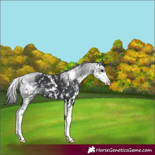 Horse Color:Black Sabino 