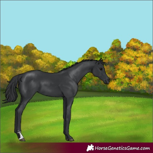 Horse Color:Black Sabino 