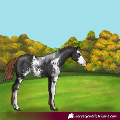Horse Color:Liver Chestnut Sabino 