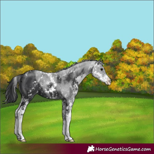Horse Color:Black Sabino 