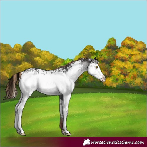 Horse Color:White Spotted Liver Chestnut Sabino 