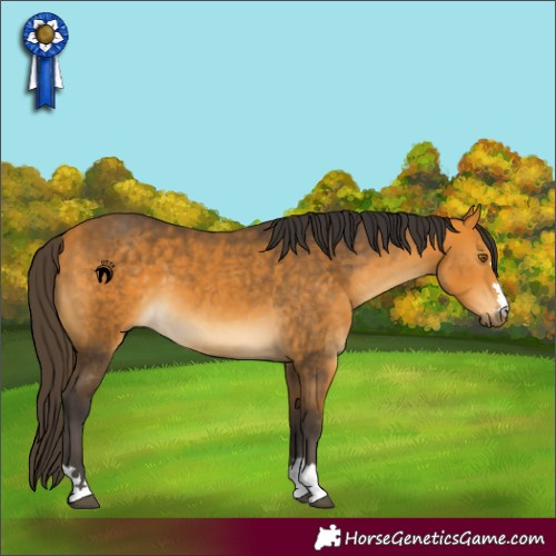 Horse Color:Buckskin 
