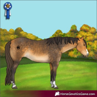 Horse Color:Buckskin 
