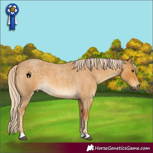 Horse Color:Palomino Roan 
