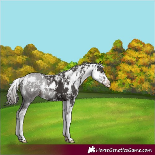 Horse Color:Liver Chestnut Sabino 