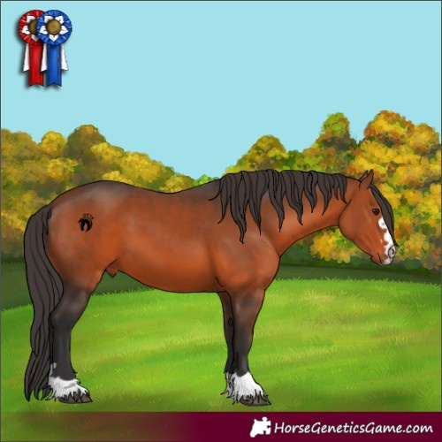 Horse Color:Bay 
