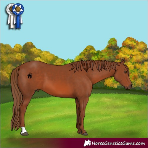 Horse Color:Chestnut 
