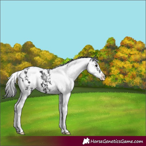 Horse Color:Black Sabino 