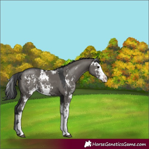 Horse Color:Grullo Sabino 