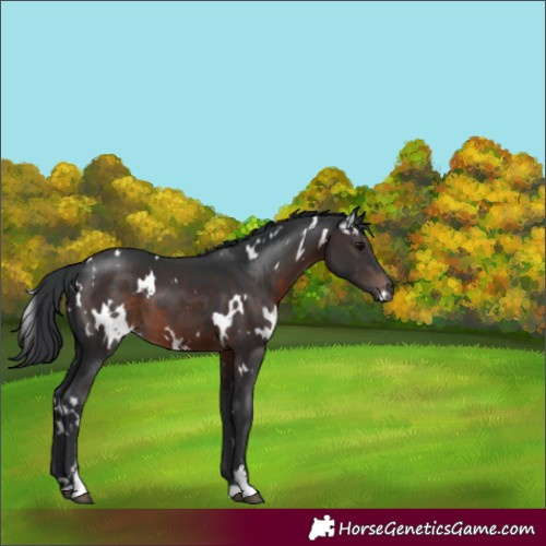 Horse Color:White Spotted Brown Sabino 