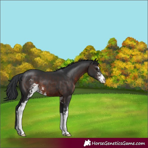 Horse Color:Brown Sabino 