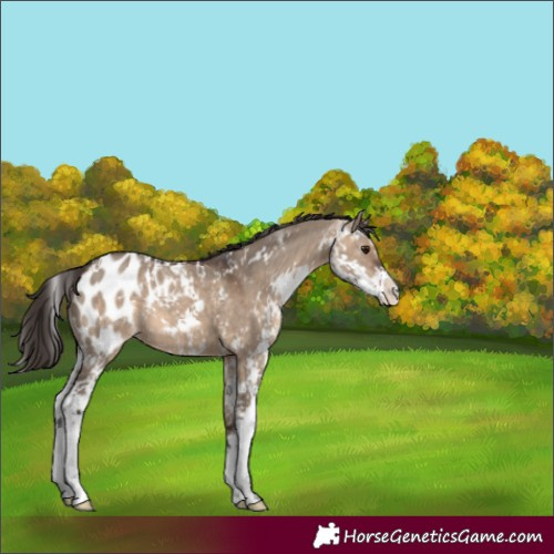 Horse Color:Brown Dun Sabino Appaloosa 