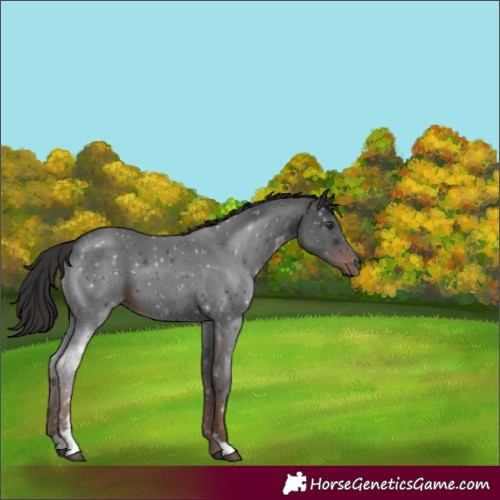 Horse Color:Liver Chestnut Sabino 