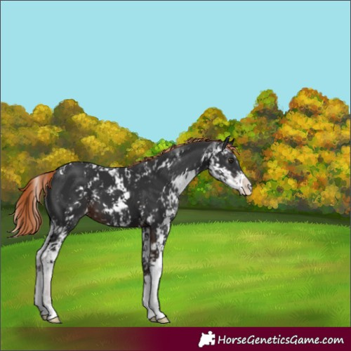 Horse Color:Liver Chestnut Sabino 