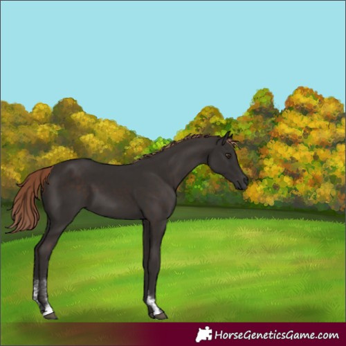 Horse Color:Liver Chestnut Sabino 