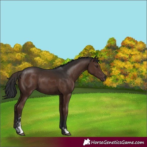 Horse Color:Liver Chestnut Sabino 