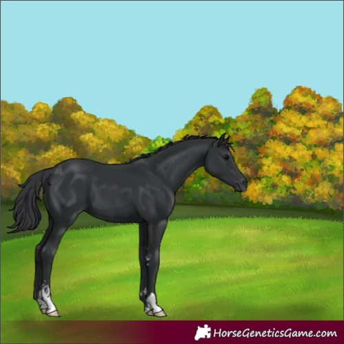 Horse Color:Black Sabino 