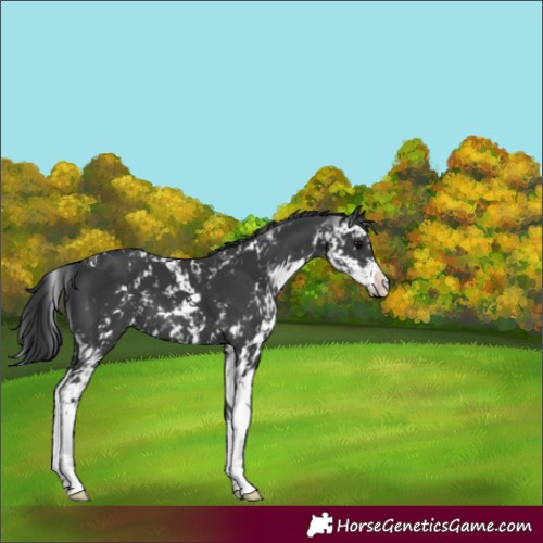 Horse Color:Black Sabino 