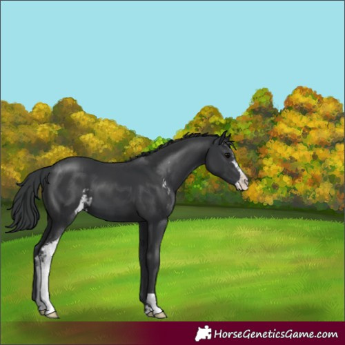 Horse Color:Black Sabino 