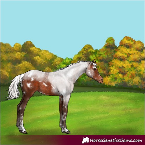 Horse Color:White Spotted Silver Brown Sabino Appaloosa Rabicano 