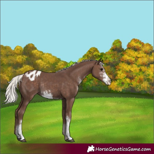Horse Color:Silver Black Sabino Appaloosa Rabicano 