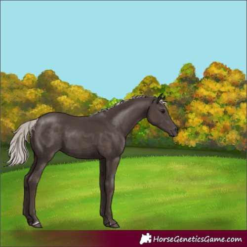 Horse Color:Silver Black Sabino 