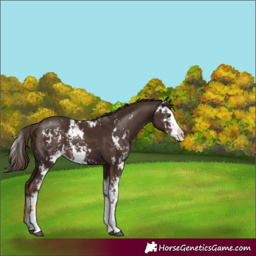 Horse Color:Liver Chestnut Sabino 