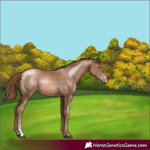 Horse Color:Liver Chestnut Pearl Sabino 