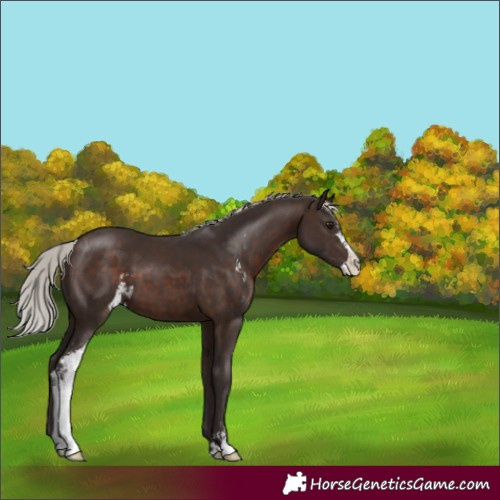 Horse Color:Silver Brown Sabino 
