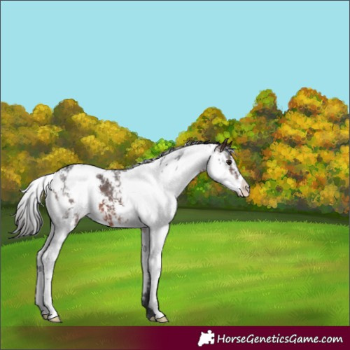 Horse Color:Brown Sabino 