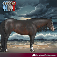 Horse Color:Brown Sabino  and Brown 