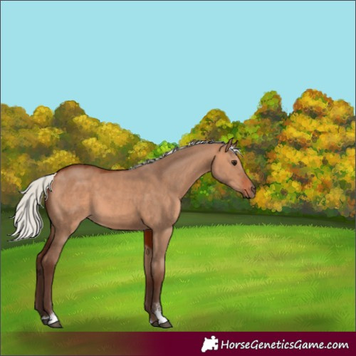 Horse Color:Silver Bay Dun Sabino 