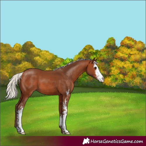 Horse Color:Silver Brown Sabino 