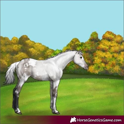 Horse Color:White Spotted Brown Dun 