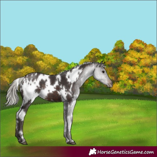 Horse Color:White Spotted Silver Brown 