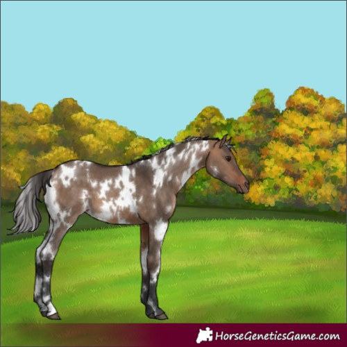 Horse Color:White Spotted Bay Dun 