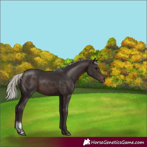 Horse Color:Silver Brown 